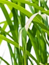 Switch grass Royalty Free Stock Photo