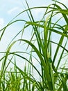 Switch grass Royalty Free Stock Photo