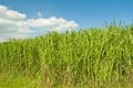 Switch grass Royalty Free Stock Photo