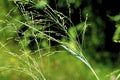 Switch Grass   59746 Royalty Free Stock Photo