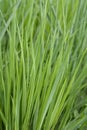 Switch Grass Northwind Royalty Free Stock Photo