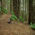 Switchback in Green Oregon Forest