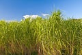 Switchgrass Royalty Free Stock Photo