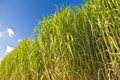 Switchgrass Royalty Free Stock Photo