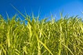 Switchgrass Royalty Free Stock Photo