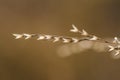 Switchgrass closeup, autumn