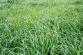 Switchgrass Panicum virgatum for Biofuel Production