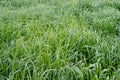 Switchgrass plant Panicum virgatum for Biofuel Production Royalty Free Stock Photo