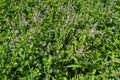 Switzerland: Bio lemon thymian plants flowering in a herbal garden in ZÃÂ¼rich