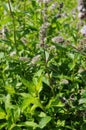 Switzerland: Bio lemon thymian plants flowering in a herbal garden in ZÃÂ¼rich