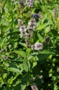 Switzerland: Bio lemon thymian plant flowering in a herbal garden in ZÃÂ¼rich