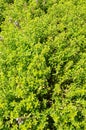 Switzerland: Bio lemon thymian plants in a herbal garden in ZÃÂ¼rich