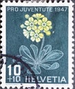 Switzerland - Circa 1947 : a postage stamp printed in the swiss showing an alpine auricle plant Primula auricula Primulaceae