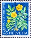 Switzerland - Circa 1961 : a postage stamp printed in the swiss showing Gooseweed flowers Potentilla anserina