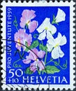 Switzerland - Circa 1959 : a postage stamp printed in the swiss showing a purple and white flowering garden sweet peas Lathyrus o