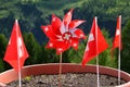 Switzerland flags
