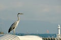 Switzerland Geneva, A heron monitors fishing boats