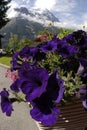 Switzerland Mountain flowered view