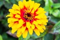 Swizzle Scarlet and Yellow cultivar of Zinnia elegans plant Royalty Free Stock Photo