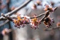 Swollen buds, first leaves and flowers in city parks and squares during the spring awakening