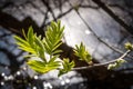 Swollen buds, first shoots, leaves and flowers in city parks and squares during the spring awakening.