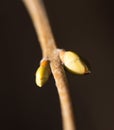 Swollen buds going to burst at spring Royalty Free Stock Photo