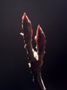 Swollen buds going to burst at spring Royalty Free Stock Photo