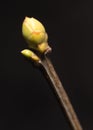 Swollen buds going to burst at spring isolated on black Royalty Free Stock Photo