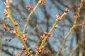 Swollen buds on tree branches in the garden in spring
