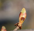 Swollen chestnut bud on a tree close-up in spring. Royalty Free Stock Photo
