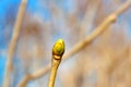 Swollen lilac Bud branch against clear blue sky blurred natural background. Early spring concept Royalty Free Stock Photo