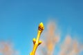 Swollen lilac Bud branch against clear blue sky blurred natural background. Early spring concept Royalty Free Stock Photo