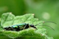 Swollen-thighed beetle (Oedemera nobilis) profile