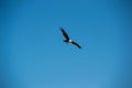 Swooping brown eagle in sky