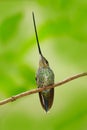 Sword-billed hummingbird, Ensifera ensifera, bird with unbelievable longest bill, nature forest habitat, Colombia. Long beak longe Royalty Free Stock Photo