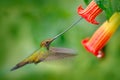 Sword-billed hummingbird, Ensifera ensifera, fly next to beautiful orange flower,bird with longest bill, in nature forest habitat, Royalty Free Stock Photo