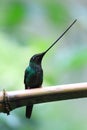 Sword-Billed Hummingbird Royalty Free Stock Photo