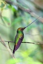 Sword-Billed Hummingbird Royalty Free Stock Photo