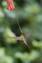 The Sword-billed Hummingbird, Ensifera ensifera