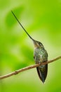 Sword-billed hummingbird, Ensifera ensifera, species of bird to have a bill longer than the rest of its body, bird with longest bi Royalty Free Stock Photo