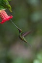 The Sword-billed Hummingbird, Ensifera ensifera