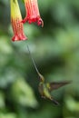 The Sword-billed Hummingbird, Ensifera ensifera