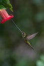 The Sword-billed Hummingbird, Ensifera ensifera