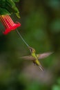 The Sword-billed Hummingbird, Ensifera ensifera