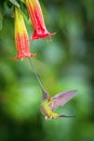 The Sword-billed Hummingbird, Ensifera ensifera