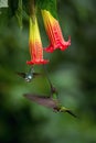 Sword-billed Hummingbird, Ensifera ensifera