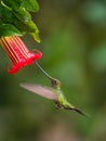 The Sword-billed Hummingbird, Ensifera ensifera is a neotropical species from Ecuador. He is hovering and drinking the nectar from Royalty Free Stock Photo