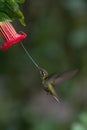 The Sword-billed Hummingbird, Ensifera ensifera