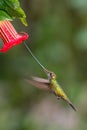 The Sword-billed Hummingbird, Ensifera ensifera