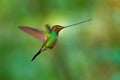 Sword-billed hummingbird, Ensifera ensifera, it is noted as the only species of bird to have a bill longer than the rest of its Royalty Free Stock Photo